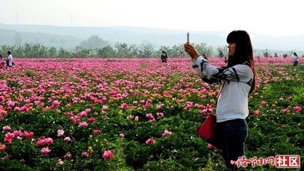 郭因芍药洛中本