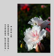 杜鹃花