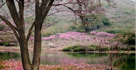 溧阳桃花