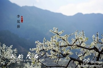 惜(木有)李花