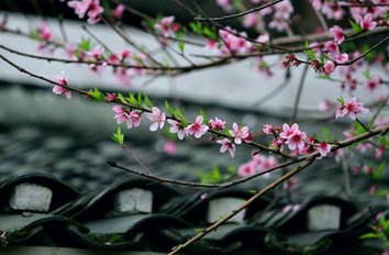 次韵酬杳仲文春日宴集