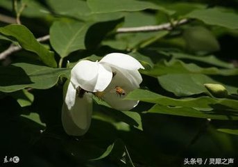 木兰花·晚妆初了明肌雪