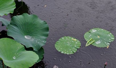 前调（寿野渡）