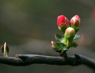 奉和圣制登降圣观与宰臣等同望应制