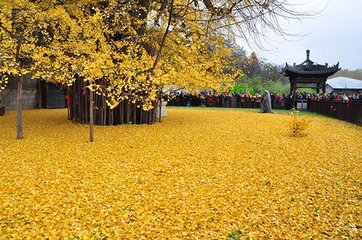 游长安诸寺联句。常乐坊赵景公寺。题约公院