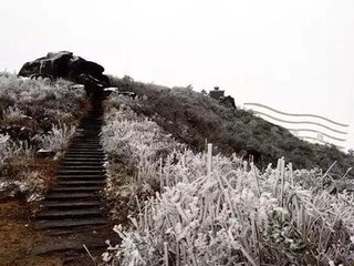 端鹤仙（海棠）