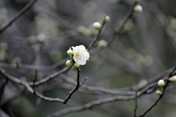 东风第一枝（探梅）