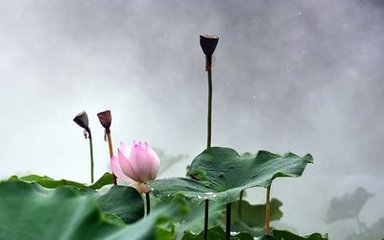 问歌颦/雨中花令