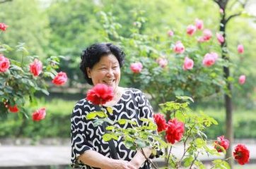 伤雨后牡丹