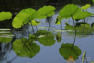 风流子