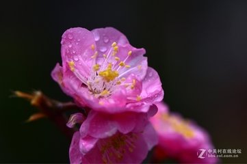 雨后道间见红梅