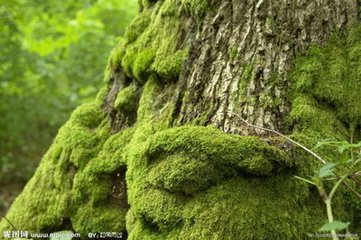 青苔篇