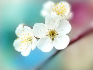 西江月·花下春藏五马