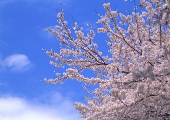 秋霁（云麓园长桥）