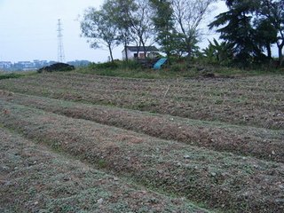 净行寺傍皆圩田，每为潦涨所决，民岁岁兴筑