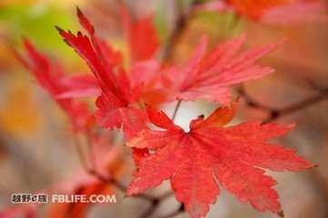 和知己秋日伤怀