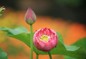 鹧鸪天·新晴水暖藕花红