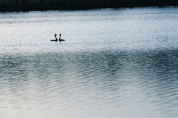 杏花天·绿丝低拂鸳鸯浦