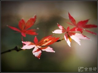 酬崔峒见寄（一作江湖秋思）