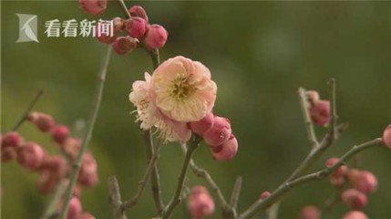 蜡梅送东畎先生并寓探梅之意