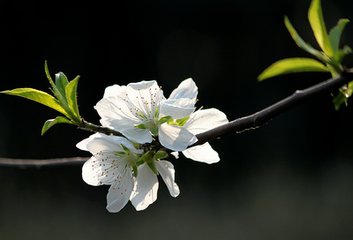 和鲁如晦春日过定远山口