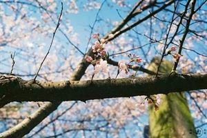 蝶恋花·绿水波平花烂漫