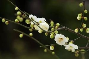 水龙吟·归来三见梅花