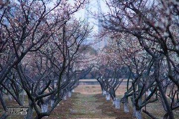 从冯黎州饮梅林以山谷旧时爱酒陶彭泽今日梅
