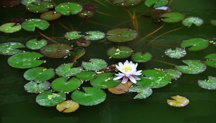 鹧鸪天·极目江湖水浸云