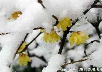 西江月（借江梅蜡梅为意寿董守）