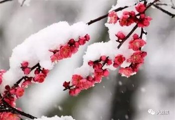 霜天晓角·朝来微雪