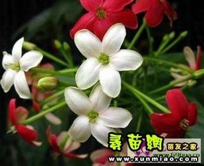 球子菊