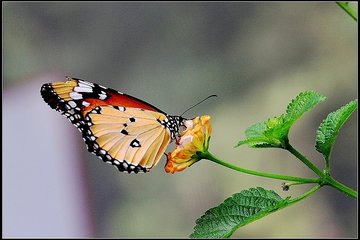 蝶恋花（和王冲之木犀）