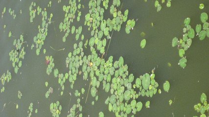 蝶恋花·急水浮萍风里絮