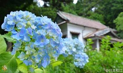 永兄作灵照寺墨梅雨纸殊佳仍书二绝其上以为