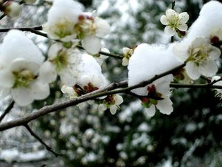 十二月二日腊祭前一日致斋惠照清叟察言观色