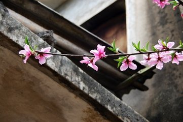 少年游（井桃·林钟商）