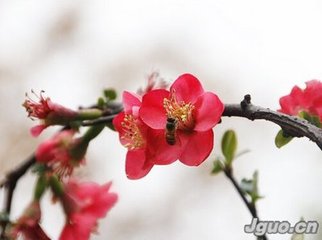 点绛唇·珠幰霜蕤