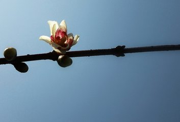 一翦梅（和敖秋崖为小孙三载寿谢）