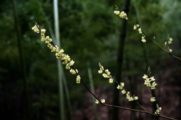 水龙吟（云麓新葺北墅园池）