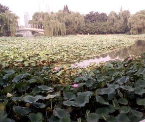 木兰花慢·维摩居士室