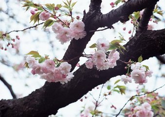 满庭芳（为赵西外寿）