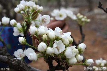 眼儿媚·风回香雪到梨花