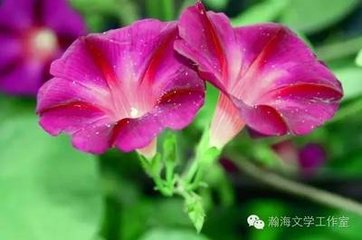 渔家傲·遍阅芳园闲半昼