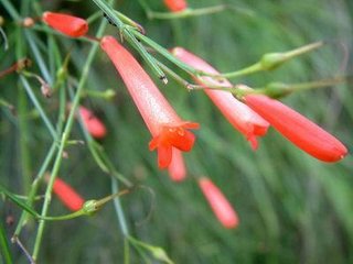 雨中采石菖蒲