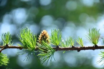 斗百花·斜日东风深院