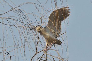 晓林慈鸟图