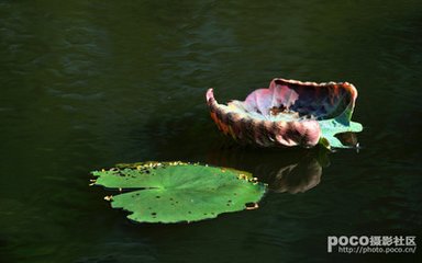 饯济阴梁明府各探一物得荷叶