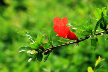 醉落魄（赋石榴花）