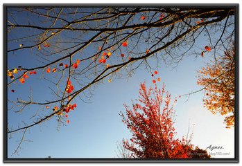 木兰花慢·叹年光婉晚